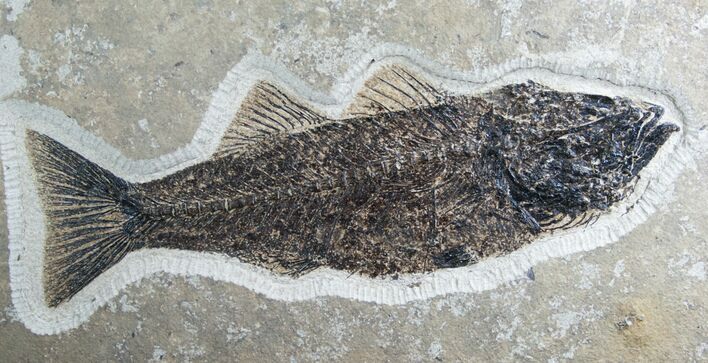 Mioplosus Fossil Fish - Ready To Hang #7893